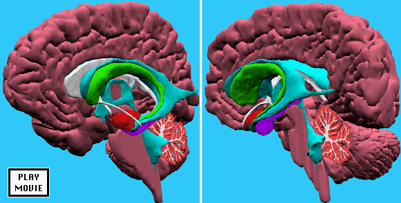 Brain Anatomy